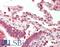 Nuclear Factor Of Activated T Cells 4 antibody, LS-B10850, Lifespan Biosciences, Immunohistochemistry paraffin image 