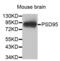 Discs Large MAGUK Scaffold Protein 4 antibody, abx004732, Abbexa, Western Blot image 