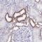 Sin3A Associated Protein 25 antibody, PA5-64036, Invitrogen Antibodies, Immunohistochemistry paraffin image 