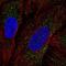 Zinc Finger DHHC-Type Containing 17 antibody, NBP2-68744, Novus Biologicals, Immunofluorescence image 