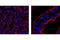 Serine/Threonine Kinase 39 antibody, 2281S, Cell Signaling Technology, Flow Cytometry image 
