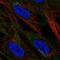 Protein C7orf74 antibody, NBP2-49536, Novus Biologicals, Immunofluorescence image 