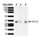 Heme Oxygenase 2 antibody, LS-C776069, Lifespan Biosciences, Western Blot image 