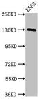 Sortilin Related VPS10 Domain Containing Receptor 1 antibody, CSB-PA848843LA01HU, Cusabio, Western Blot image 