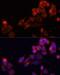 Monocarboxylate transporter 5 antibody, LS-C749798, Lifespan Biosciences, Immunofluorescence image 