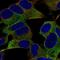 Protein turtle homolog B antibody, HPA010744, Atlas Antibodies, Immunofluorescence image 