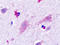 Histamine Receptor H3 antibody, TA317598, Origene, Immunohistochemistry frozen image 