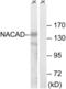 NAC Alpha Domain Containing antibody, LS-C120113, Lifespan Biosciences, Western Blot image 