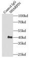 SHANK Associated RH Domain Interactor antibody, FNab07838, FineTest, Immunoprecipitation image 