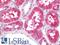 Aldehyde Dehydrogenase 1 Family Member L1 antibody, LS-B11731, Lifespan Biosciences, Immunohistochemistry frozen image 