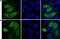 BirA antibody, NBP2-59938, Novus Biologicals, Immunocytochemistry image 