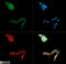 Brain-specific angiogenesis inhibitor 1 antibody, NB110-81586, Novus Biologicals, Immunocytochemistry image 