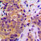 B-Raf Proto-Oncogene, Serine/Threonine Kinase antibody, LS-C353922, Lifespan Biosciences, Immunohistochemistry frozen image 