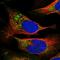 Protein-tyrosine phosphatase mitochondrial 1 antibody, HPA040348, Atlas Antibodies, Immunofluorescence image 