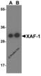 XIAP Associated Factor 1 antibody, 3409, ProSci, Western Blot image 