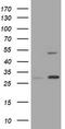 Keratin 20 antibody, TA800818AM, Origene, Western Blot image 