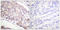 Histone Cluster 4 H4 antibody, LS-C120516, Lifespan Biosciences, Immunohistochemistry paraffin image 