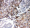 BAP antibody, LS-C313085, Lifespan Biosciences, Immunohistochemistry paraffin image 