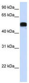 HNF-3A antibody, TA344562, Origene, Western Blot image 