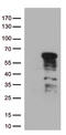 GATA Binding Protein 3 antibody, CF809095, Origene, Western Blot image 