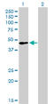 Transcription Factor AP-2 Alpha antibody, LS-B6155, Lifespan Biosciences, Western Blot image 