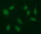 Early Growth Response 2 antibody, M00921, Boster Biological Technology, Immunofluorescence image 