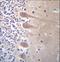 Zinc Finger Protein 764 antibody, LS-C157506, Lifespan Biosciences, Immunohistochemistry frozen image 