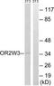 Olfactory Receptor Family 2 Subfamily W Member 3 antibody, TA316367, Origene, Western Blot image 