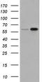 Sorting nexin-9 antibody, CF501250, Origene, Western Blot image 