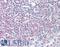 CD2 Cytoplasmic Tail Binding Protein 2 antibody, LS-B9495, Lifespan Biosciences, Immunohistochemistry paraffin image 