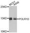 DNA-directed RNA polymerases I and III subunit RPAC2 antibody, orb373921, Biorbyt, Western Blot image 
