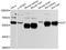 Catalase antibody, abx125619, Abbexa, Western Blot image 