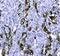 E3 ubiquitin-protein ligase CHIP antibody, A01236-1, Boster Biological Technology, Immunohistochemistry paraffin image 