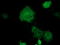 Cytoplasmic dynein 1 light intermediate chain 1 antibody, TA501511, Origene, Immunofluorescence image 