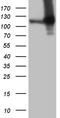 Amyloid Beta Precursor Protein Binding Family B Member 1 Interacting Protein antibody, TA809230, Origene, Western Blot image 