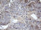 MAF BZIP Transcription Factor B antibody, LS-C175222, Lifespan Biosciences, Immunohistochemistry paraffin image 