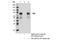 Yes Associated Protein 1 antibody, 14074T, Cell Signaling Technology, Immunoprecipitation image 