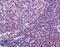 MALT1 Paracaspase antibody, LS-B2051, Lifespan Biosciences, Immunohistochemistry frozen image 