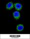 Fibroblast growth factor receptor 2 antibody, 63-086, ProSci, Immunofluorescence image 