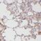 Osteoglycin antibody, FNab06032, FineTest, Immunohistochemistry frozen image 