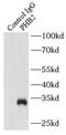 BAP antibody, FNab06801, FineTest, Immunoprecipitation image 