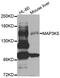 Mitogen-Activated Protein Kinase Kinase Kinase 5 antibody, MBS125890, MyBioSource, Western Blot image 