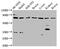 Cut Like Homeobox 1 antibody, CSB-PA614451LA01HU, Cusabio, Western Blot image 