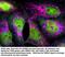 Protein TBRG4 antibody, 16245-1-AP, Proteintech Group, Immunofluorescence image 