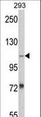 Aminoadipate-Semialdehyde Synthase antibody, LS-C97259, Lifespan Biosciences, Western Blot image 
