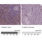 S100 Calcium Binding Protein A4 antibody, AMAb90596, Atlas Antibodies, Immunohistochemistry frozen image 