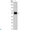 Interferon Alpha Inducible Protein 27 antibody, LS-C812731, Lifespan Biosciences, Western Blot image 