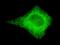 Cytochrome C Oxidase Subunit 4I1 antibody, GTX49132, GeneTex, Immunocytochemistry image 