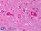 AHSA1 antibody, LS-B7456, Lifespan Biosciences, Immunohistochemistry paraffin image 