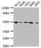 Histone Deacetylase 3 antibody, CSB-RA906662A0HU, Cusabio, Western Blot image 